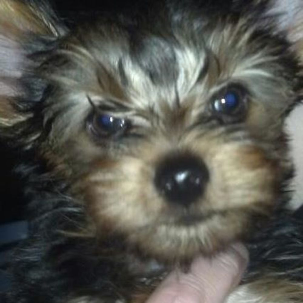 Meet your Posher, Debora