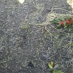 Meet your Posher, Hugo