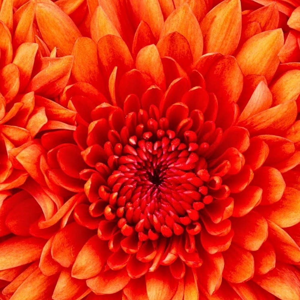 Meet your Posher, Riya