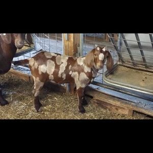 Meet your Posher, Alison