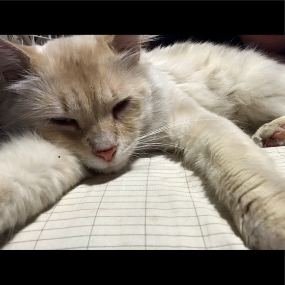 Meet your Posher, Angelina - Picture 6 of 6