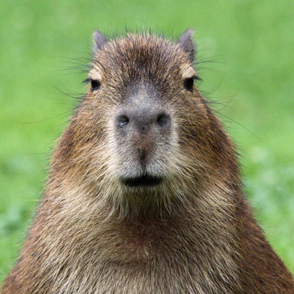 Meet your Posher, Sam