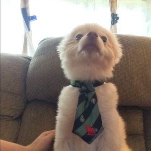 Meet your Posher, Stacy