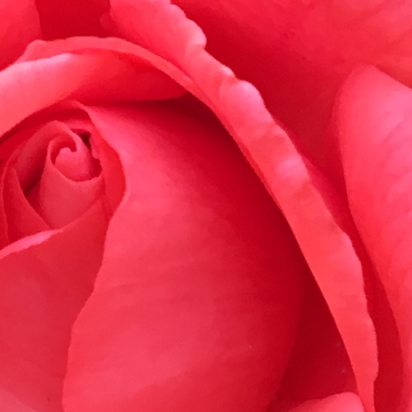 Meet your Posher, Shiree - Picture 1 of 1