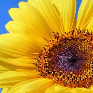 Meet your Posher, Brittney