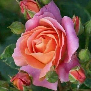 Meet your Posher, Sally