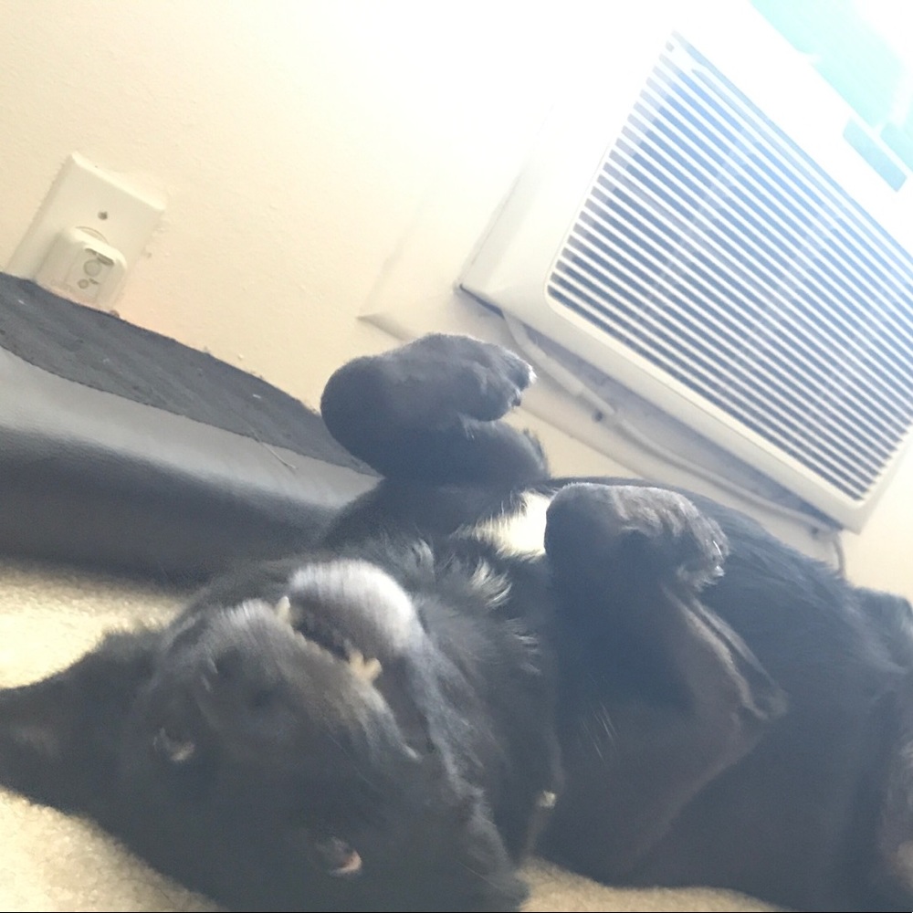 Meet your Posher, Carlos