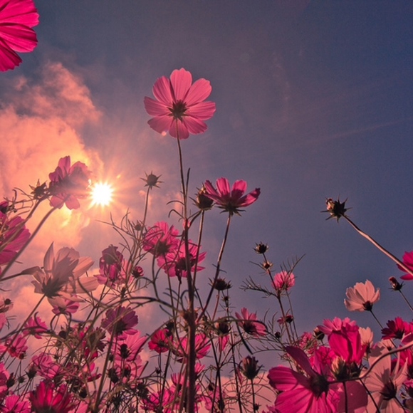 Ae and Af 0 girl, Vivian - Picture 5 of 5