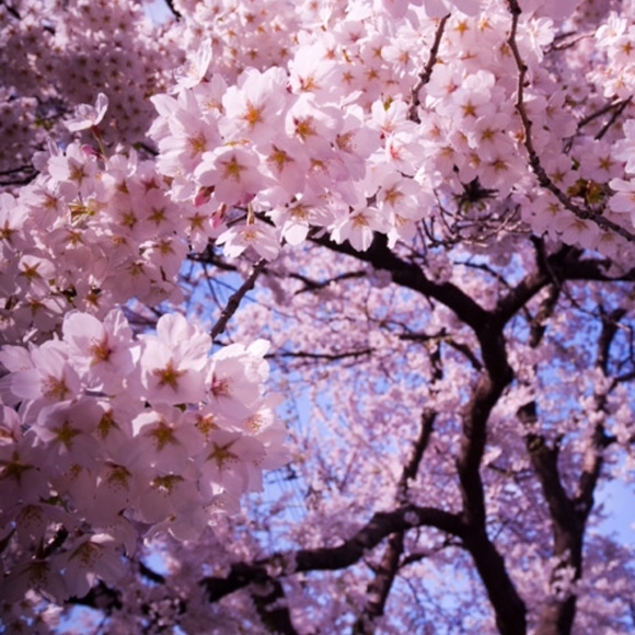 Ae and Af 0 girl, Vivian - Picture 3 of 5