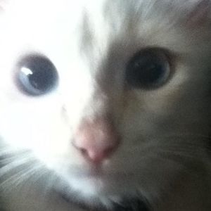 Meet your Posher, Lori