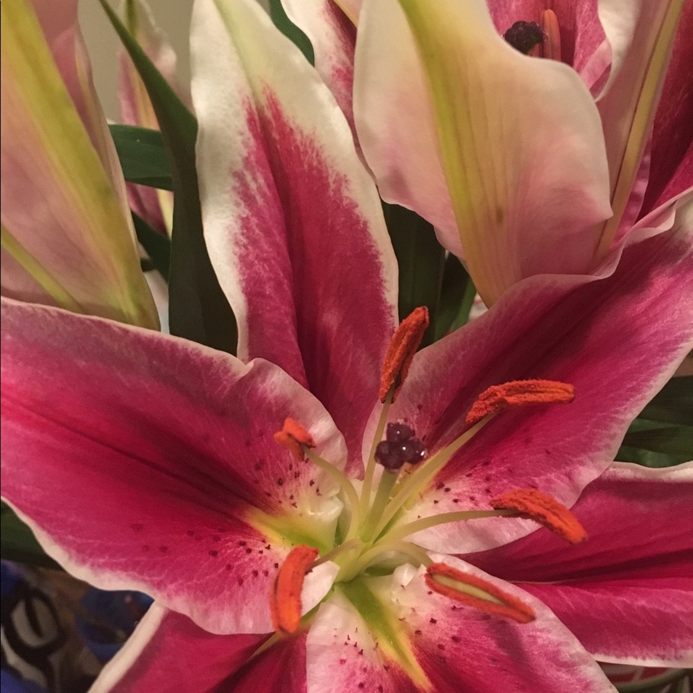 Meet your Posher, Kari