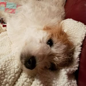 Meet your Posher, Mia bella