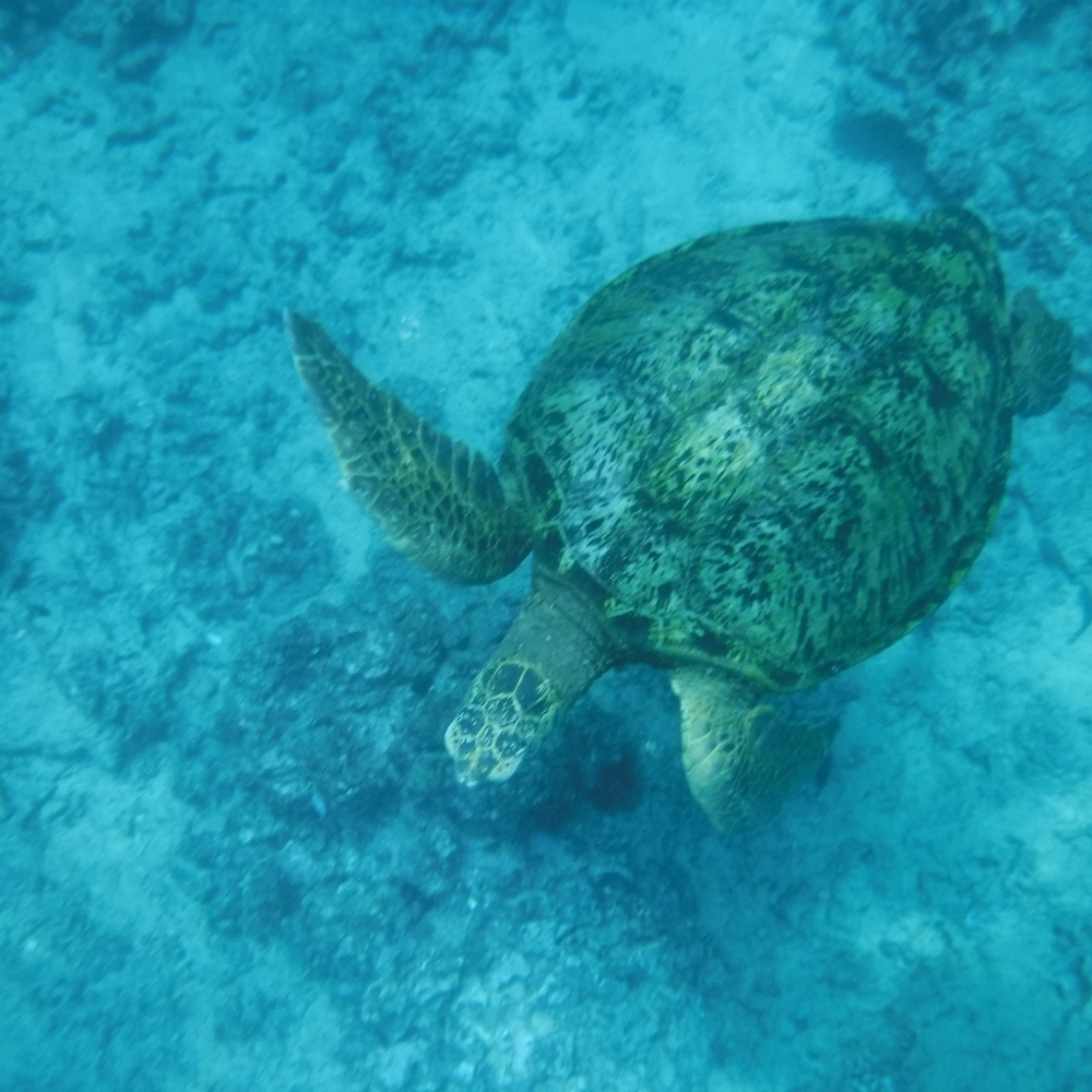 Meet your Posher, Sue