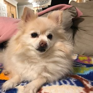 Meet your Posher, Donna