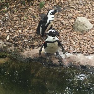 Meet your Posher, Casey