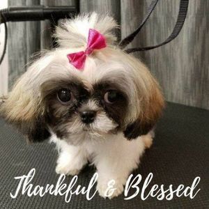 Meet your Posher, Sherry