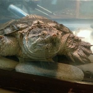 Meet your Posher, Carlos