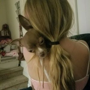 Meet your Posher, Joey