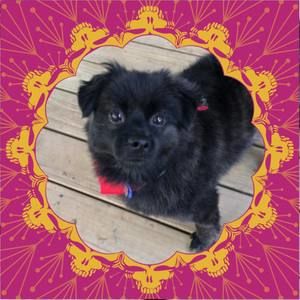 Meet your Posher, Sherrie