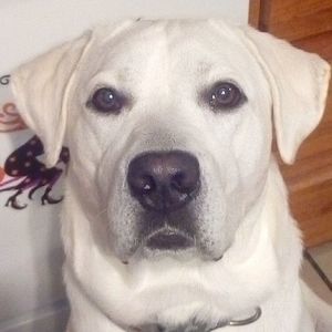 Meet your Posher, Bonnie