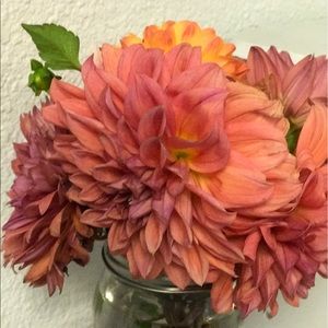 Meet your Posher, Molly