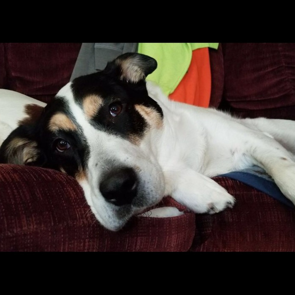 Meet your Posher, Cobrey