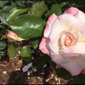 Meet your Posher, Sandy