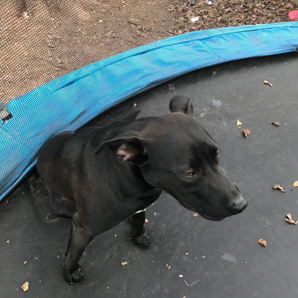 Meet your Posher, Adam - Picture 1 of 1