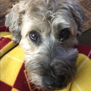 Meet your Posher, Molly