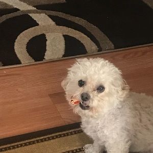 Meet your Posher, Mickey