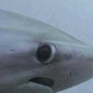 Meet your Posher, Julianne