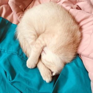 Meet your Posher, Debbra