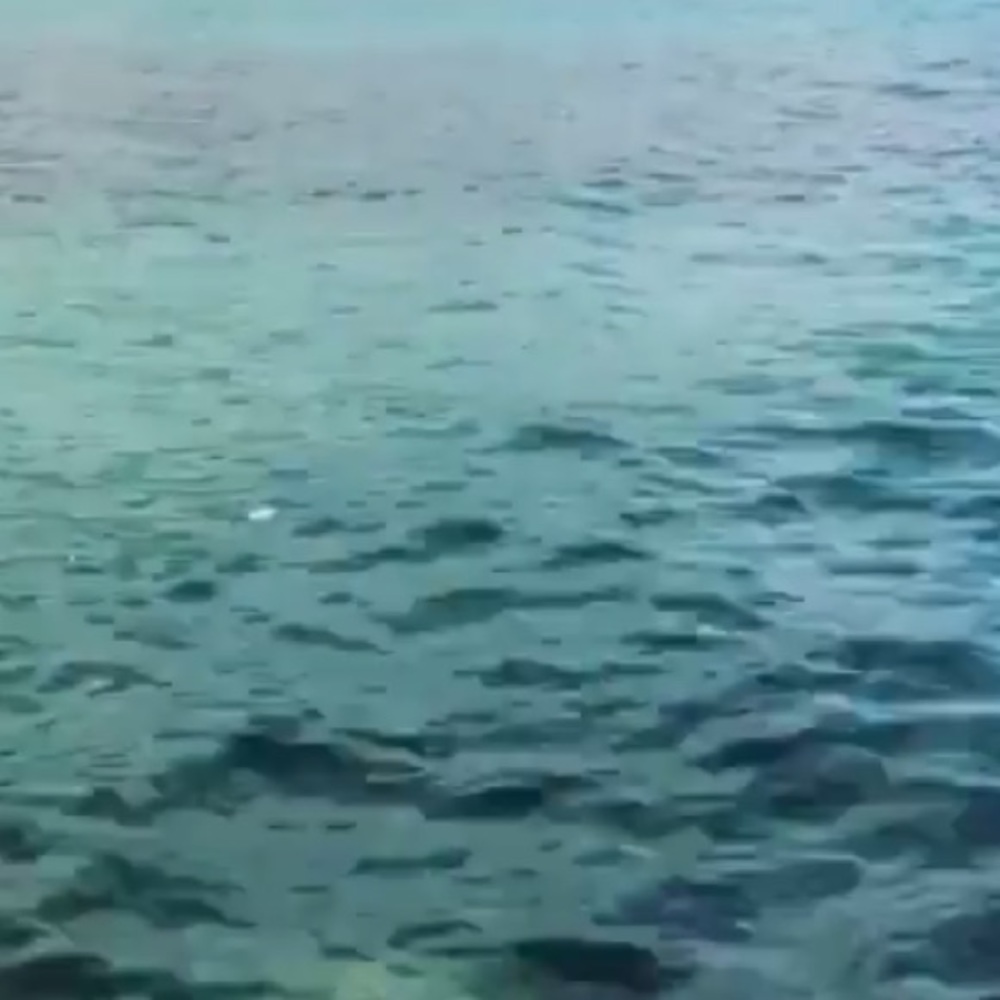 Meet your Posher, Saxon