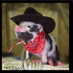 Meet your Posher, Janelle