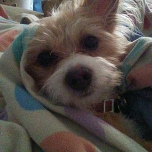 Meet your Posher, Hector