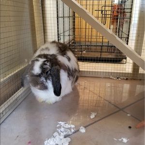 Meet your Posher, Gretel