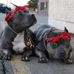 Meet your Posher, Reginald