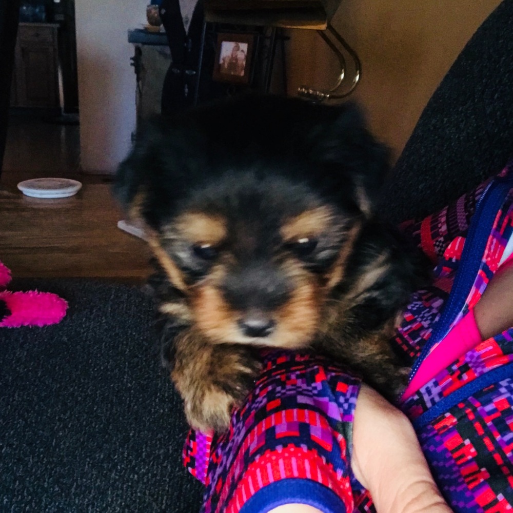 Home with a puppy