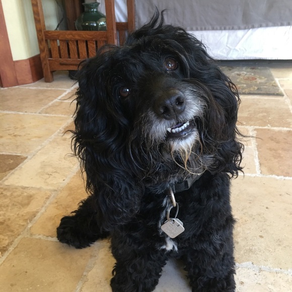 Joe NOT FOR SALE - Picture 2 of 8