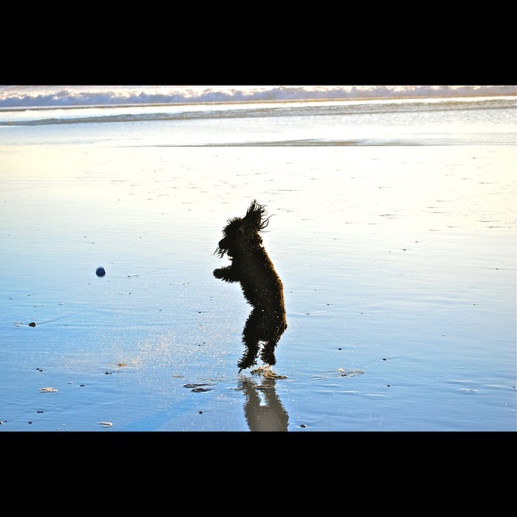 Joe NOT FOR SALE - Picture 3 of 8