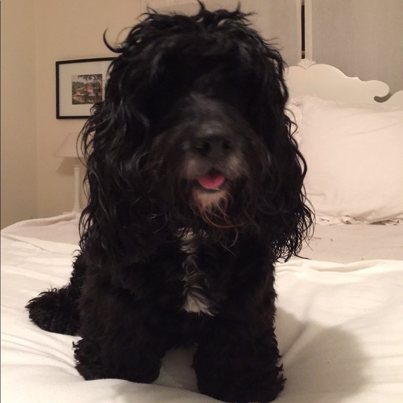 Joe NOT FOR SALE - Picture 4 of 8