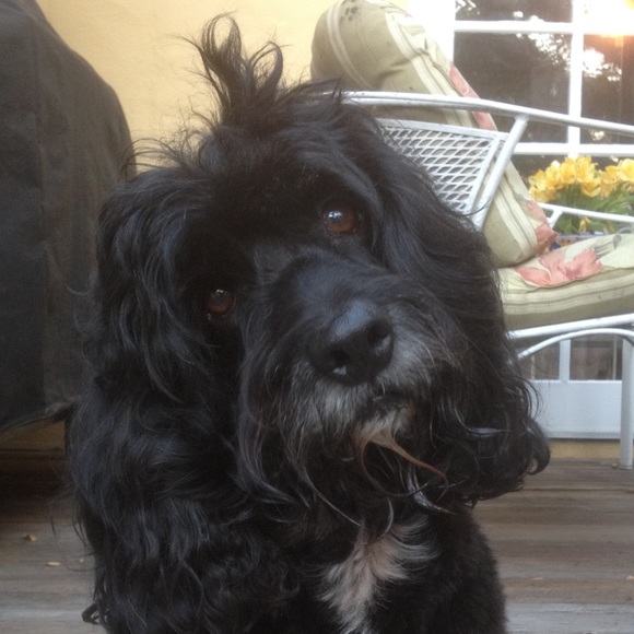 Joe NOT FOR SALE - Picture 5 of 8