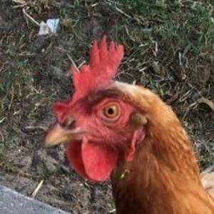 Meet your Posher, Justin