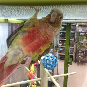 Meet your Posher, Rocki