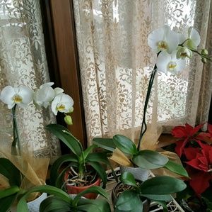 Meet your Posher, Sami