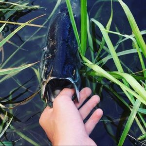 Meet your Posher, Connor