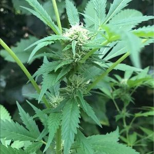 Meet your Posher, Quinn