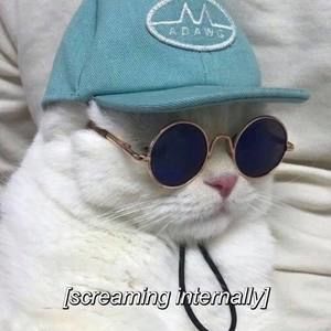 Meet your Posher, Bailey