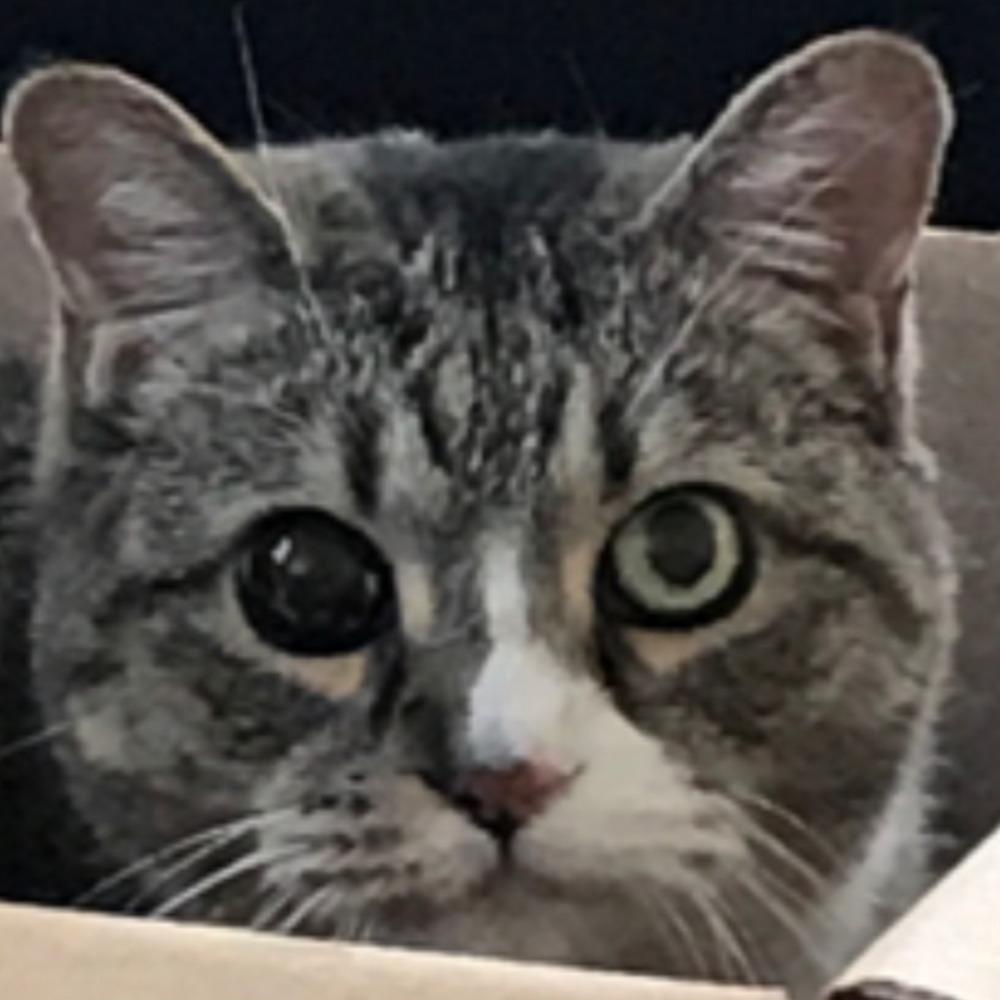 Meet your Posher, Susanna