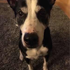 Meet your Posher, Bailey